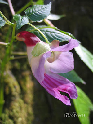 fotos de flores - flor violeta