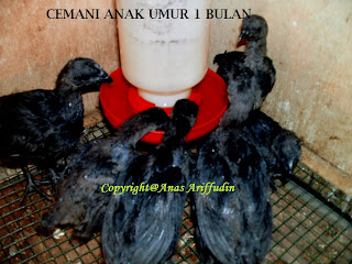Ayam Cemani For Sale Daerah Semarang