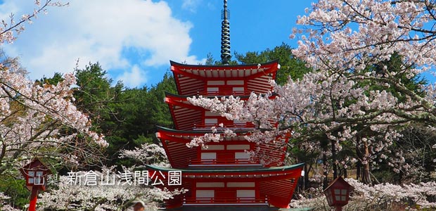 [山梨] 新倉山浅間公園の桜は予想以上だった！