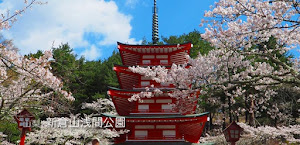 [山梨] 新倉山浅間公園の桜は予想以上だった！