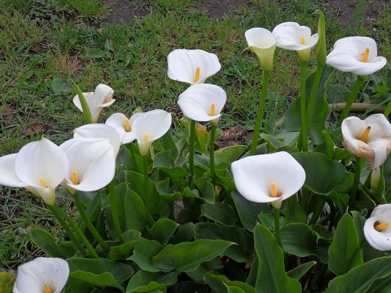 bunga lili putih - ThE sToRy oF mE