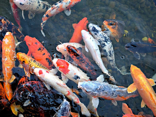 7 Perbedaan antara Ikan Koi Lokal dan Ikan Koi Impor Arafuru