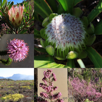 Blackhill proteas and ericas in July
