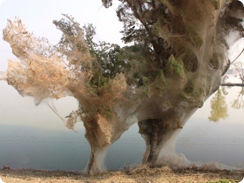 Spider cocoons in Sindh 1