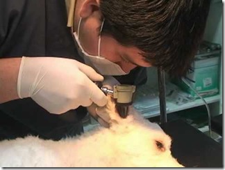 la-otitis-en-perros