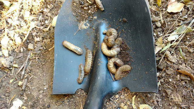 Figeater Beetle Larvae