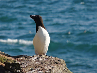 A razorbill standing on a rock