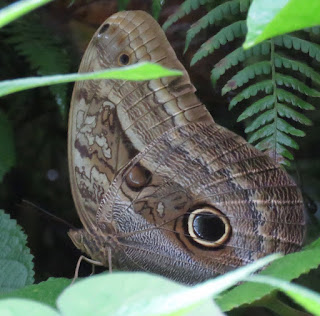 Caligo illioneus, Dusky Owl-Butterfly