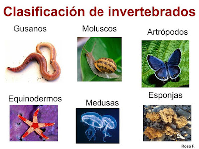 https://lachachipedia.blogspot.com/p/invertebrados.html