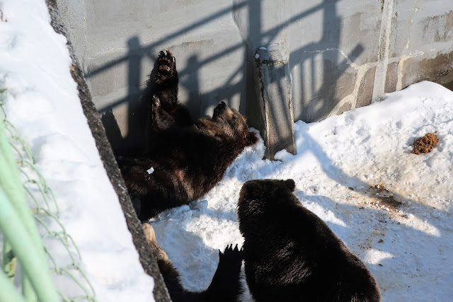 北海道 のぼりべつクマ牧場 登別