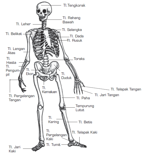 Fungsi Tulang Rangka Jumlah Tulang Nama  Tulang dan  