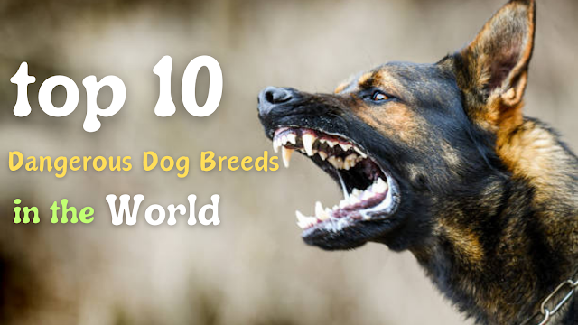 Top 10 Dangerous Dog Breeds in the World