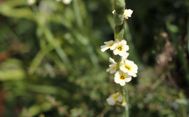 Sisyrinchium Striatum Flowers Pictures