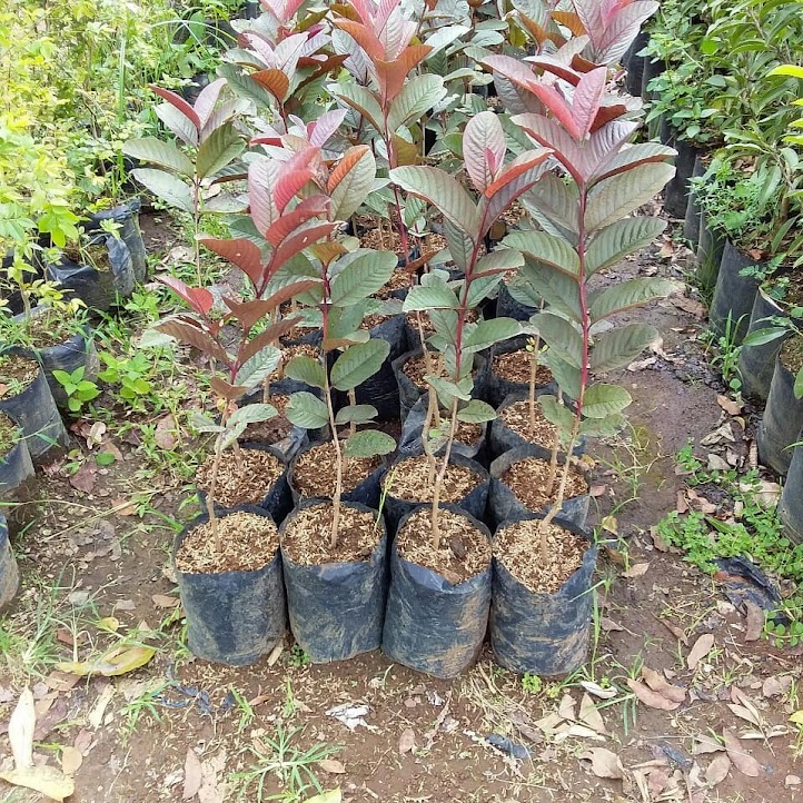 bibit buah jambu biji merah unggul samarinda Sumatra Selatan