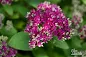 Sedum Class Act - Class Act Stonecrop care