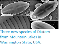 http://sciencythoughts.blogspot.co.uk/2013/11/three-new-species-of-diatom-from.html