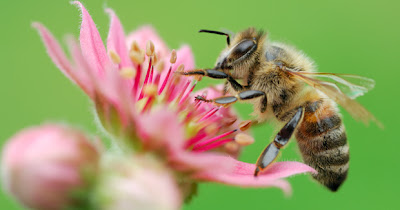 pollination