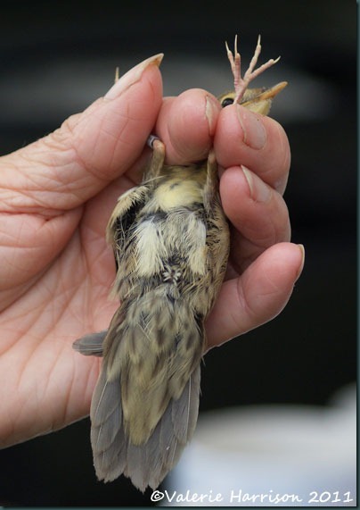 4 grasshopper-warbler-3