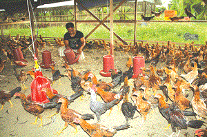 Peluang Usaha Ternak Ayam Kampung Harga Stabil