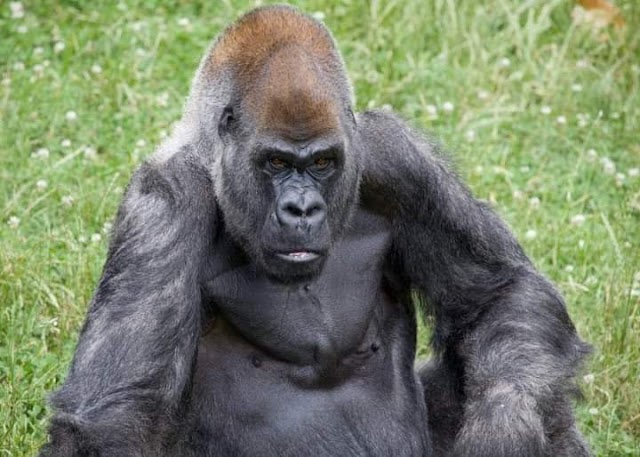 The World’s Oldest Male Gorilla, Ozzie, Is Dead. @61