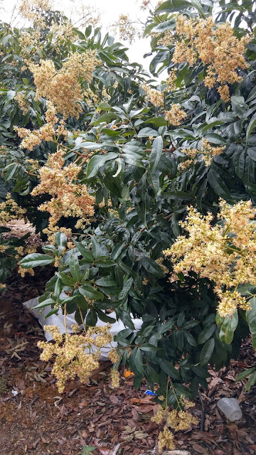 愛蜂園,台灣養蜂場,健康伴手禮,天然蜂蜜,蜂花粉,蜂蜜醋,蜂蜜蛋糕,蜂王乳,蜂王漿,台灣養蜂協會會員,客製化禮盒,台灣蜂蜜,純蜂蜜,蜂蜜檸檬,產品經SGS檢驗合格,