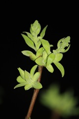 Blomstrenede syrenkvist 034