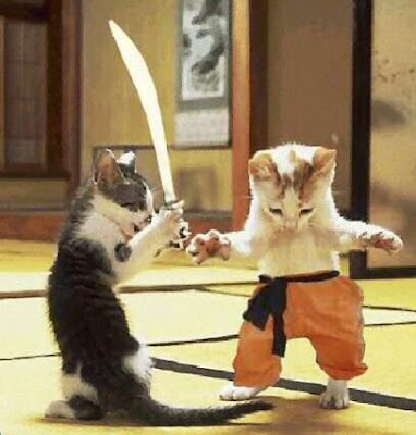 funny pictures of cats fighting. Funny cats fighting (Funny