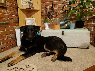 Monty lies on the carpeted floors in front of a brick wall. A "treasure chest"-type piece of furniture sits behind him with a vase of dried flowers sitting on it, a candle, and an image of a girl blowing bubbles. Monty is looking at the camera with an innocent looking face. His front legs are stretched out long in front of him, while his rear legs are curled underneath his body.