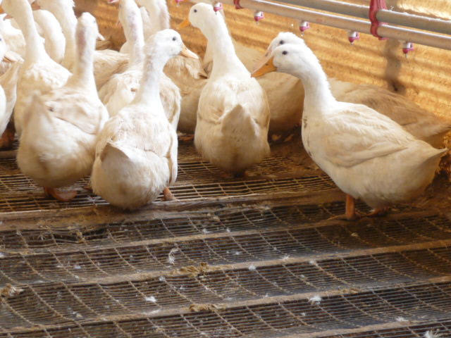 Duck Pens Duck Pens