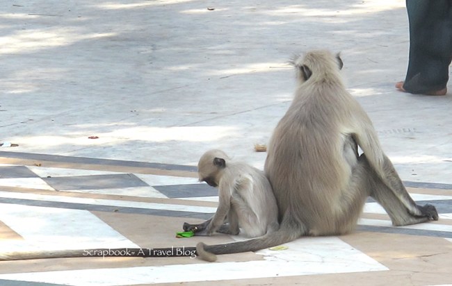 Urban Wildlife Monkeys