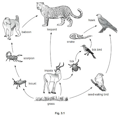 food web examples. food web examples. this food