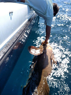 Goliath Grouper