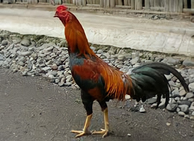 ayam bangkok