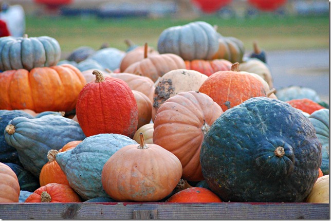 pumpkin