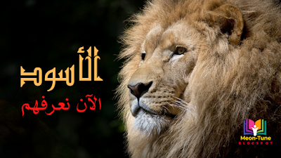 مابوجو Mapogo