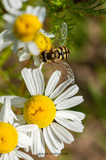 Makrofotografie Naturfotografie Weserbergland Olaf Kerber