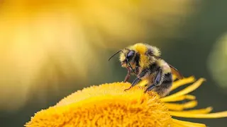 parental-genes-decide-a-honey-bees-fate-401334-1280x720.webp