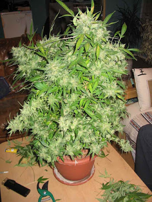 cannabis-female-tree-marijuana-buds