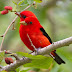 The Strange Bird with Two Heads
