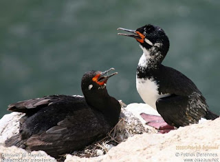 cormoran de cuello negro Phalacrocorax magellanicus