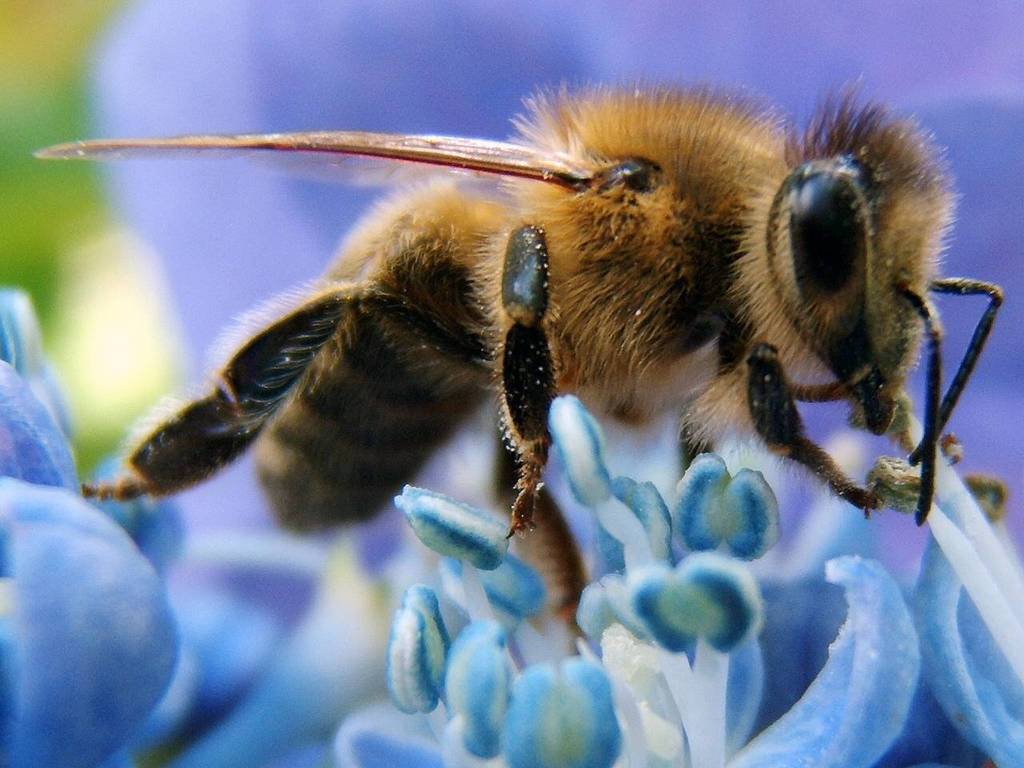 Wallpaper Bees