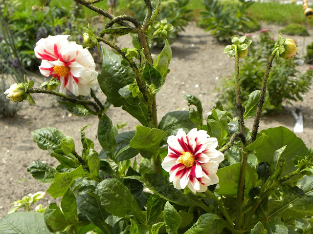 Our Garden Zoetermeer