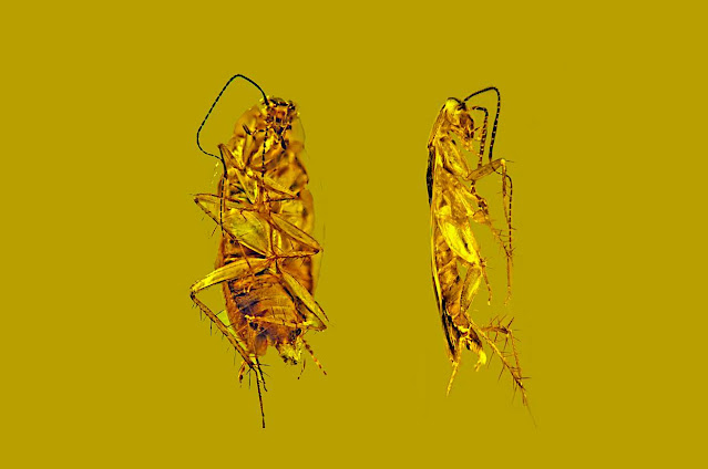 Fossilized Cockroach Sperm Found Preserved In 30 Million-Year-Old Amber