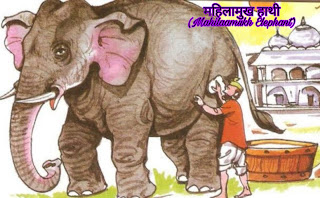 महिलामुख हाथी (Mahilaamukh Elephant) जातक कथाएं :-