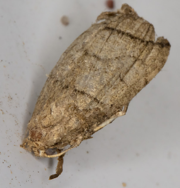 Remains of Small Fan-foot, Herminia grisealis. On the wall near my garden light trap in Crowborough.