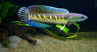 Mengenal Ikan Channa Auranti Salah Satu Jenis Ikan Hias yang banyak di minati di Cianjur