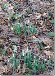 snowdrops