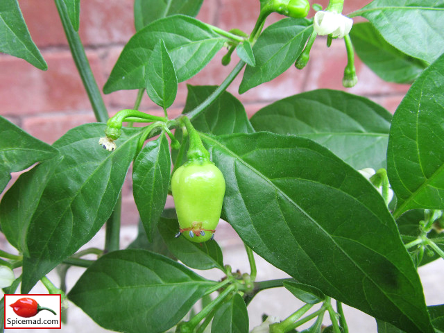 Peruvian White Habanero - 31st July 2020