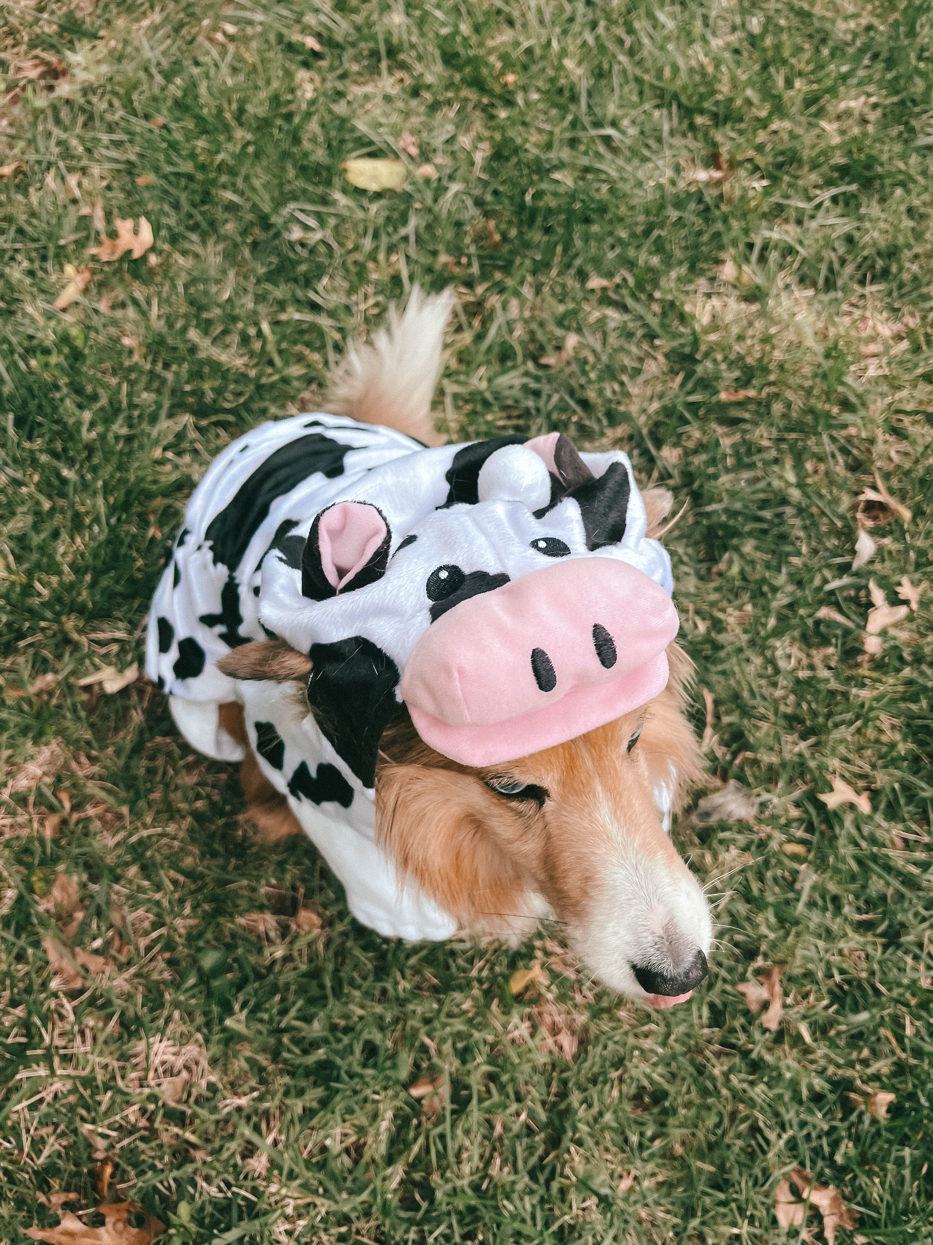 Halloween Costumes for Dogs from Amazon