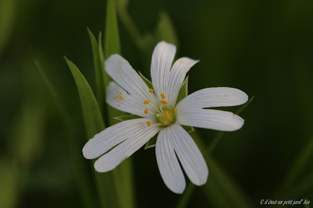 stellaire fleur blanche sauvage